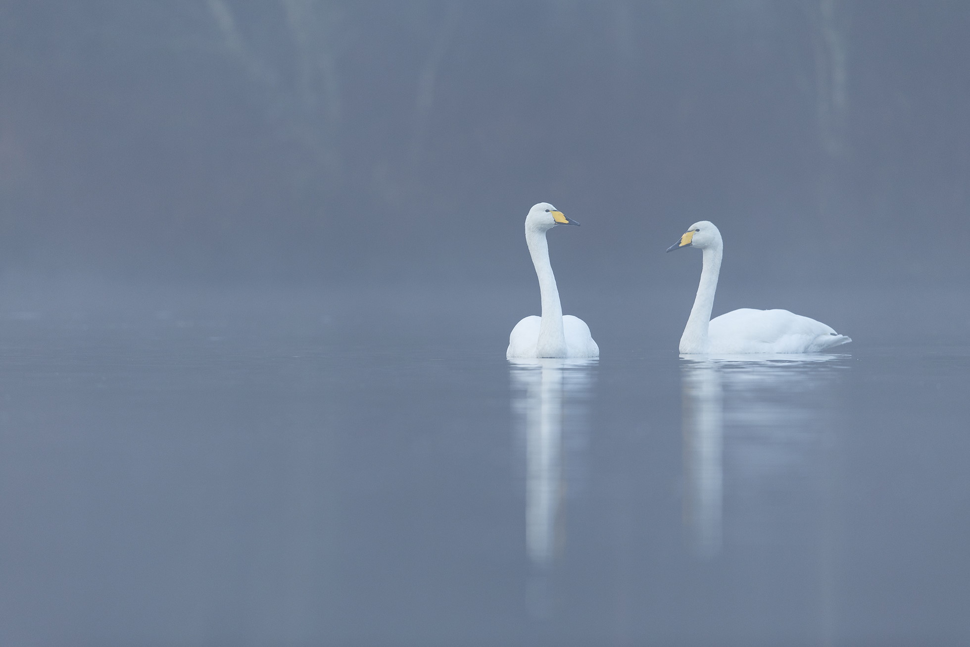 Whooper swan (Cygnus cygnus) pair on loch, Cairngorms National Park, Scotland